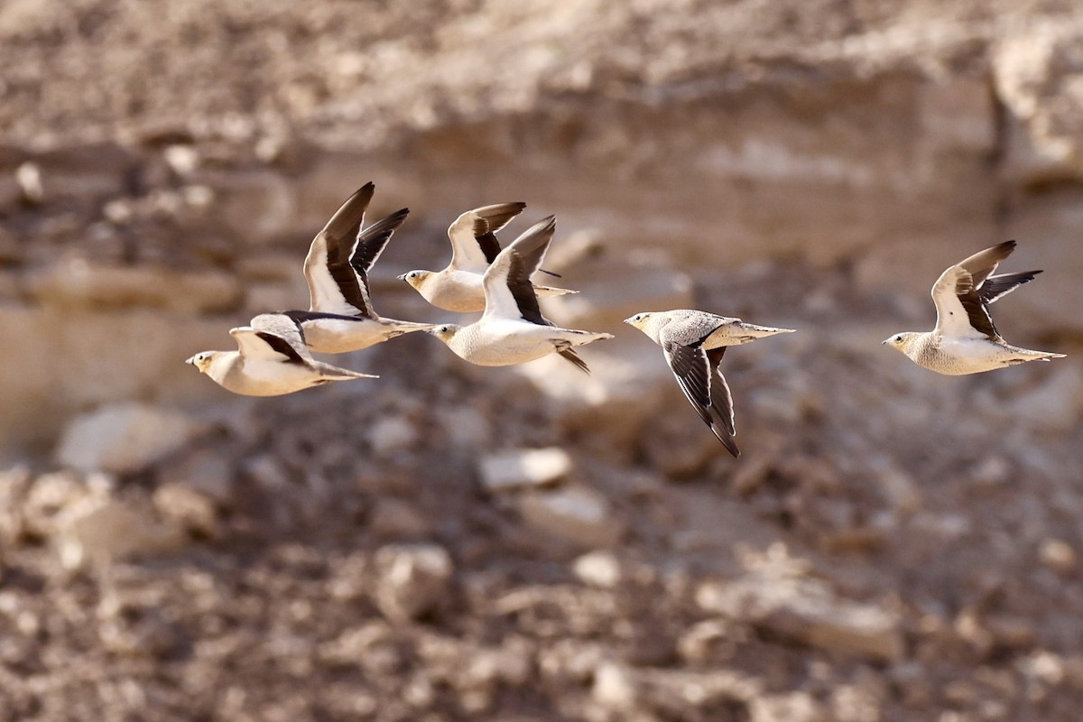 Рябок рудоголовий - ML644352008