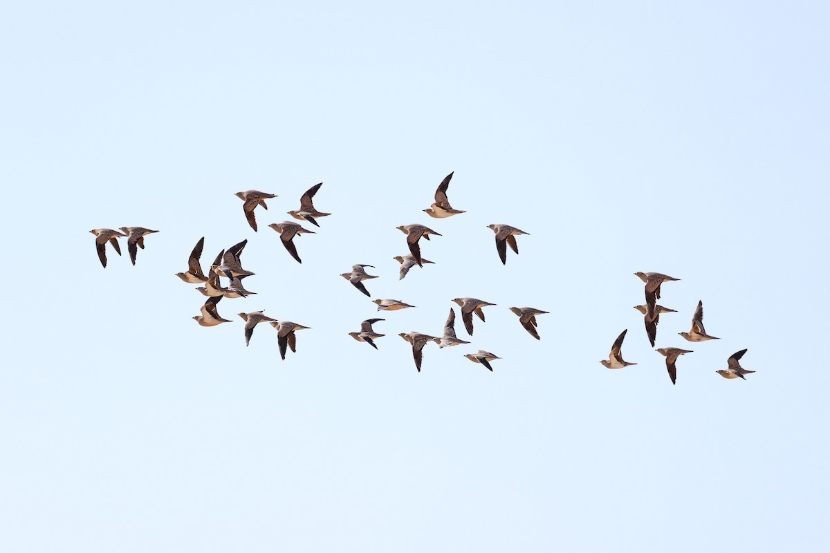 Рябок рудоголовий - ML644352009