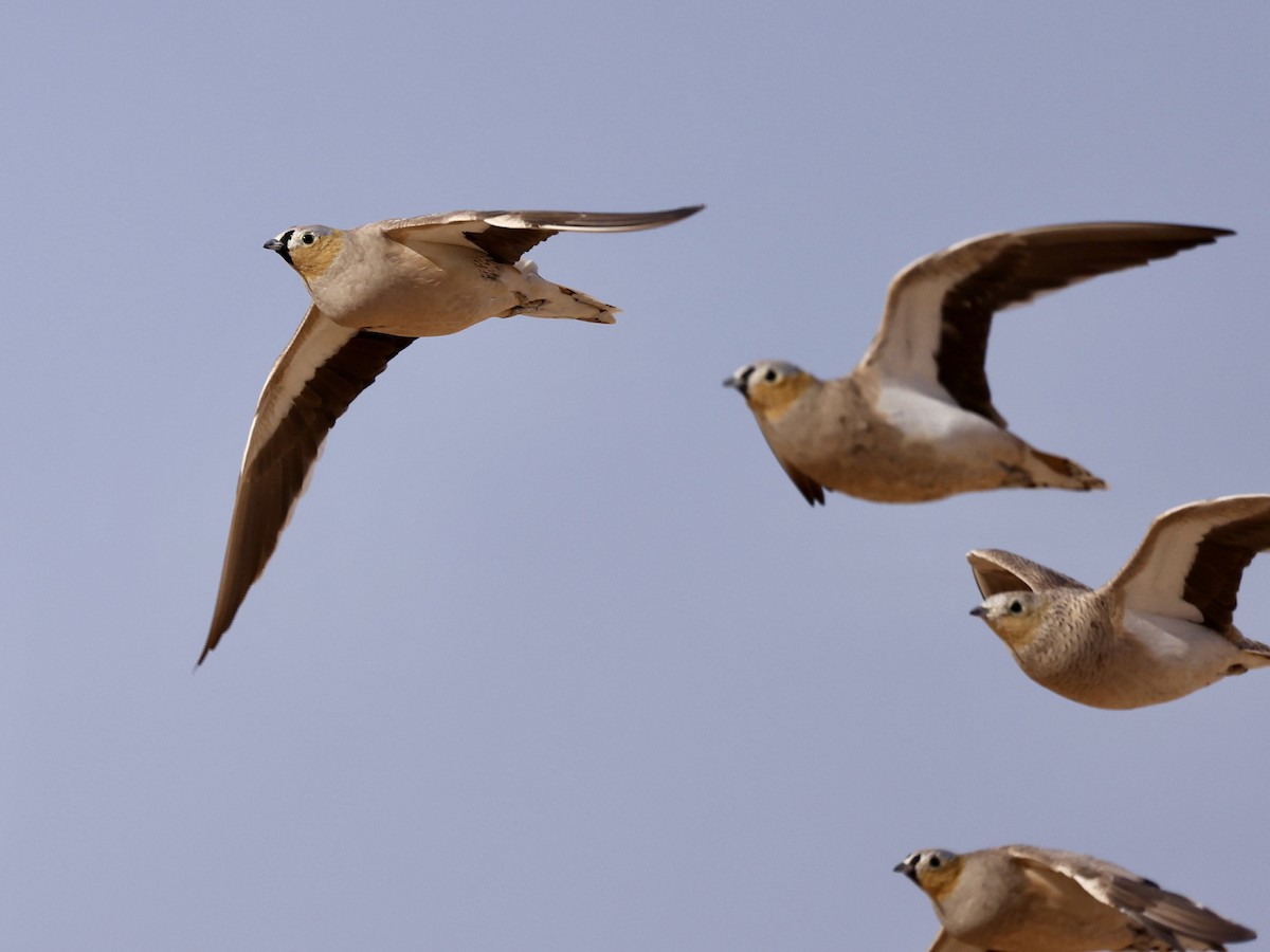 Рябок рудоголовий - ML644352010