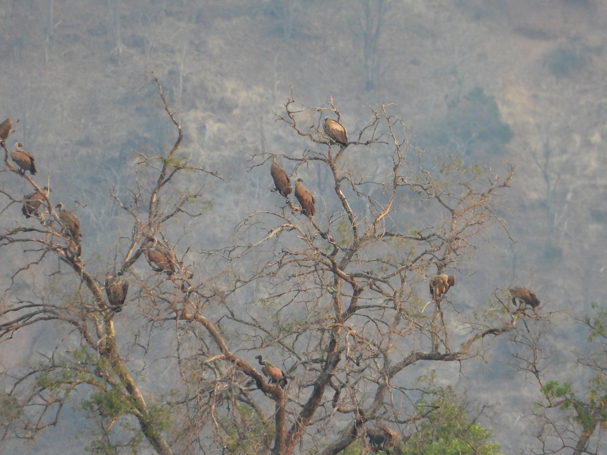 Сип африканський - ML644352011