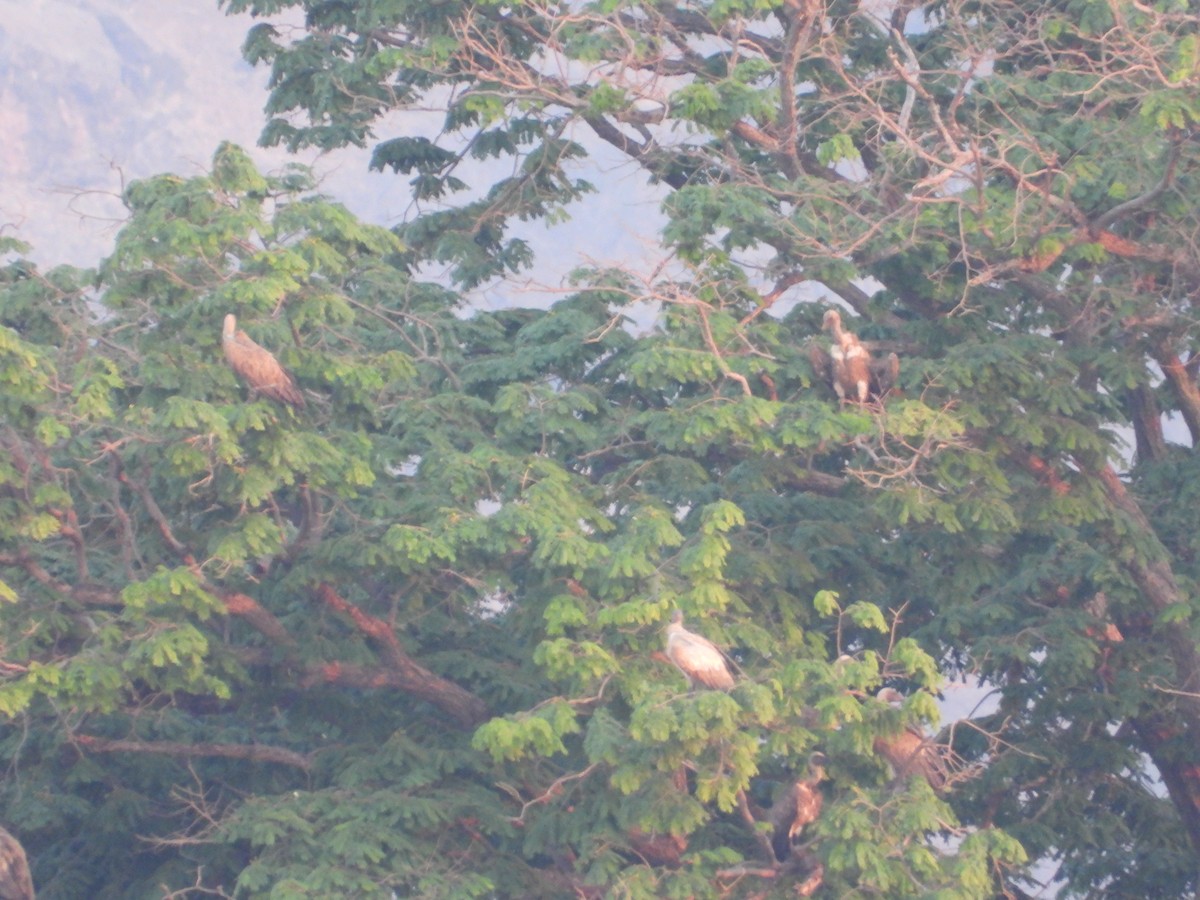 Сип африканський - ML644352012