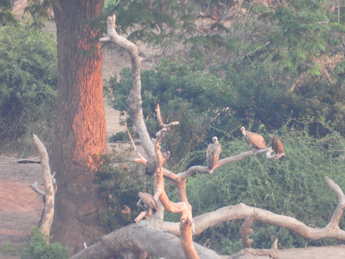 Сип африканський - ML644352013