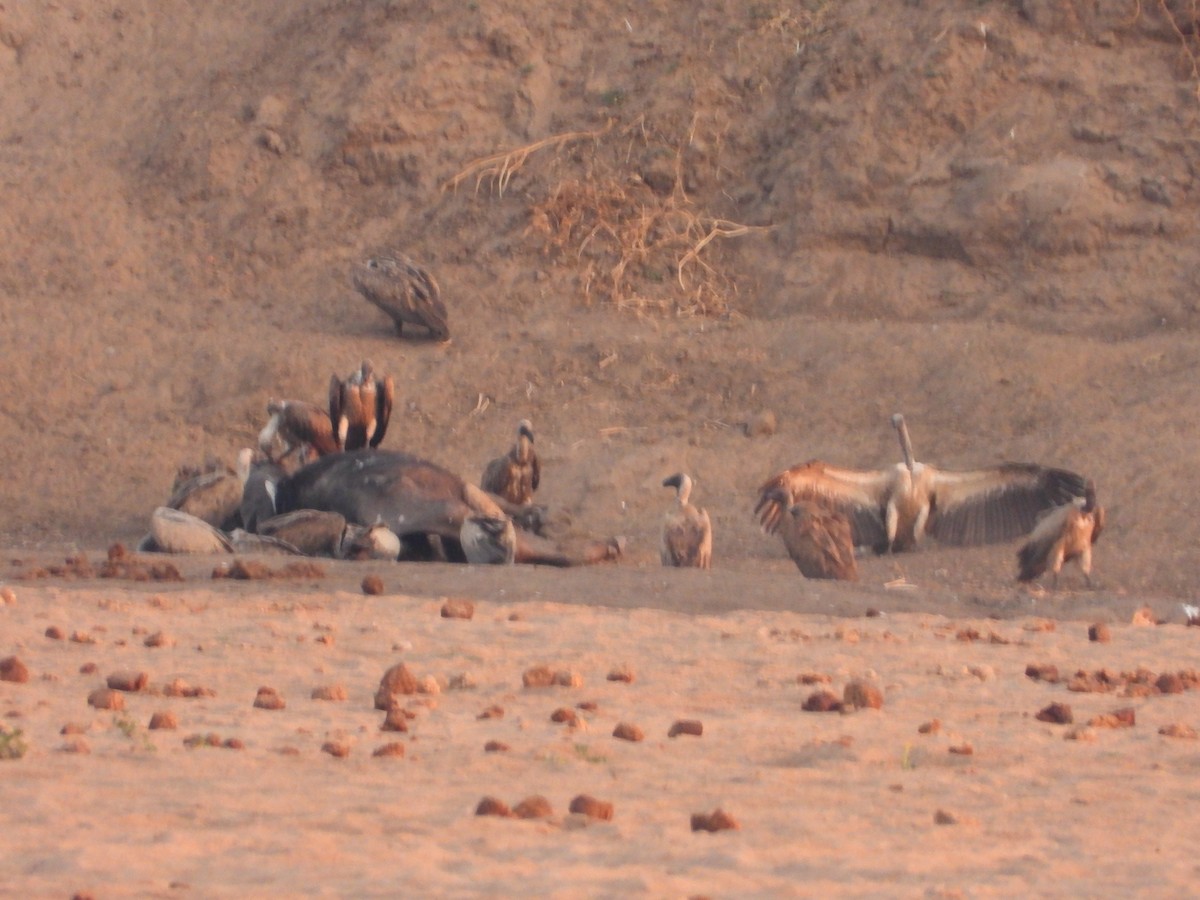 Сип африканський - ML644352014