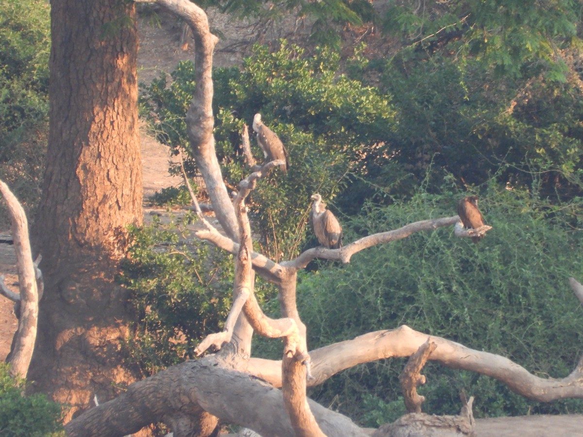 Сип африканський - ML644352015