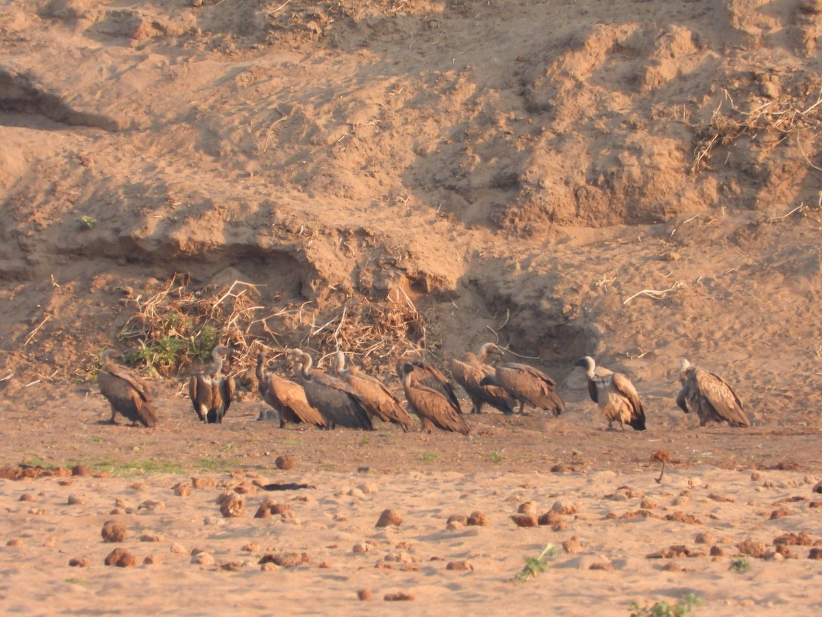 Сип африканський - ML644352017