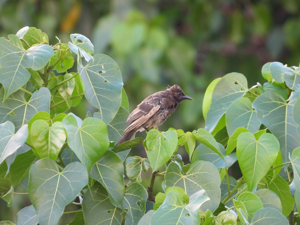 Бюльбюль червоногузий - ML644352018