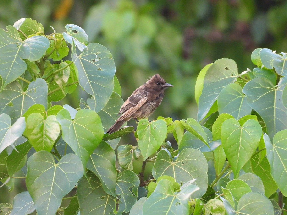 Бюльбюль червоногузий - ML644352019