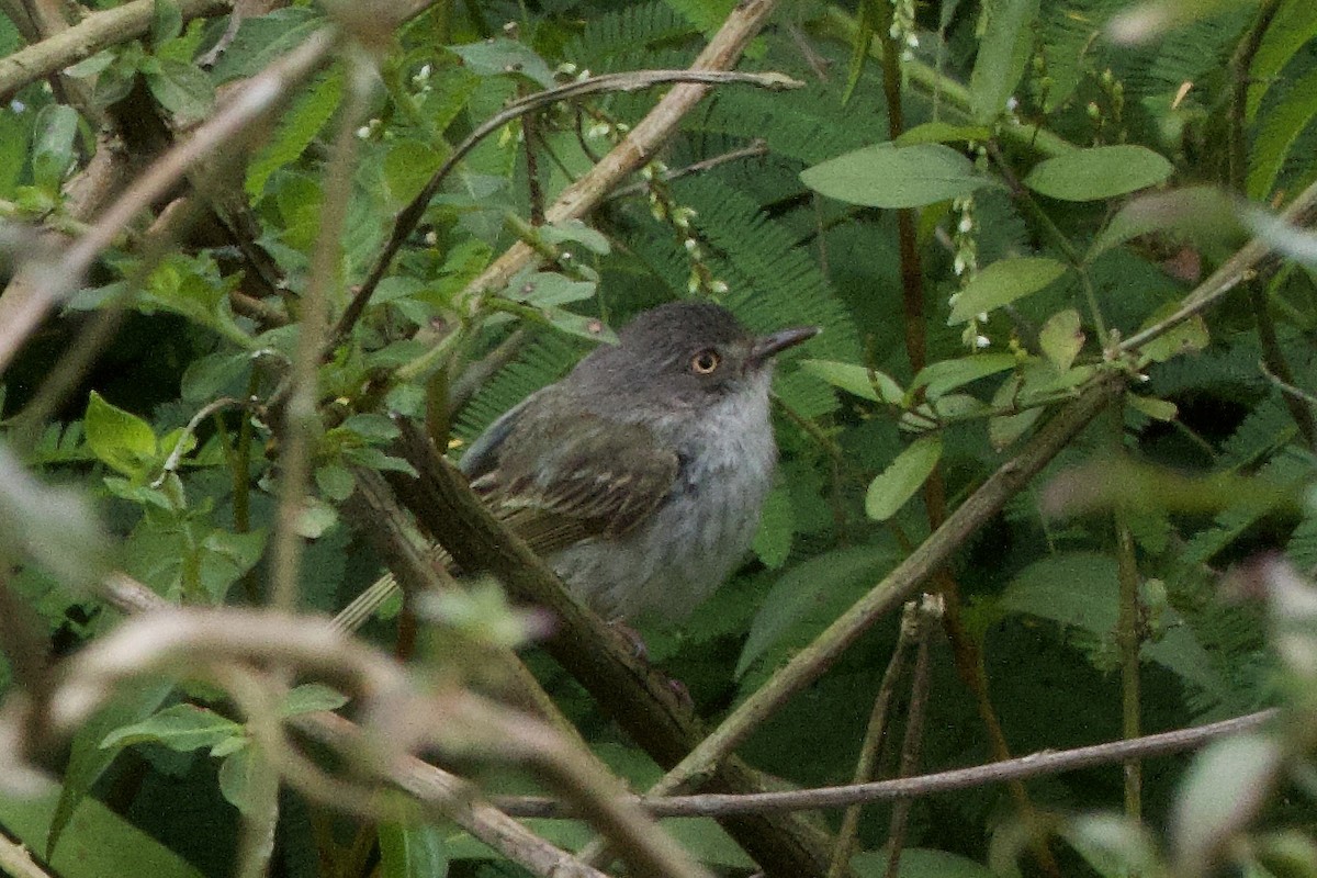 Тітіріджі білочеревий - ML644352022