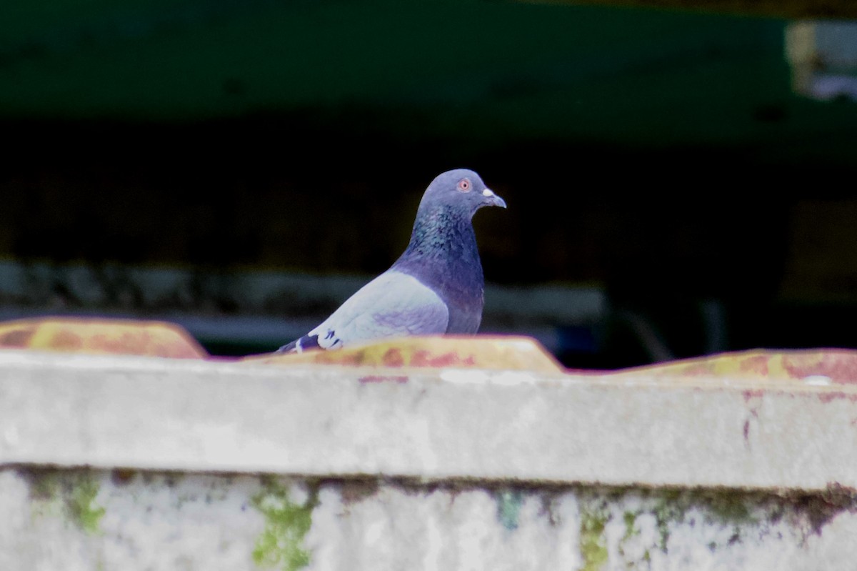 Голуб сизий (міський) - ML644352023