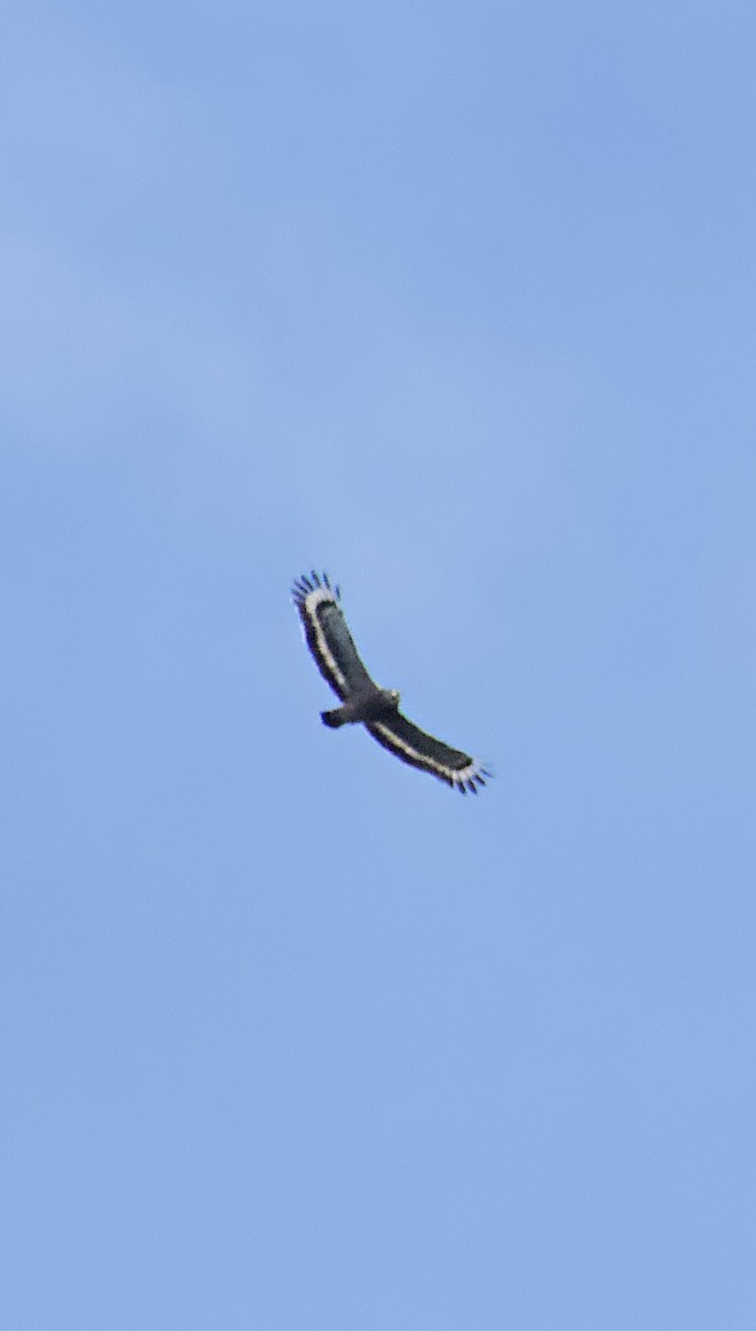 カンムリワシ（cheela グループ） - ML644352025