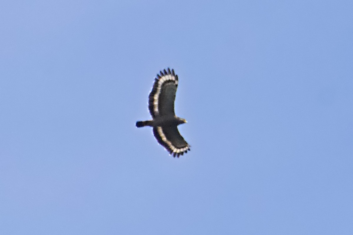 カンムリワシ（cheela グループ） - ML644352026