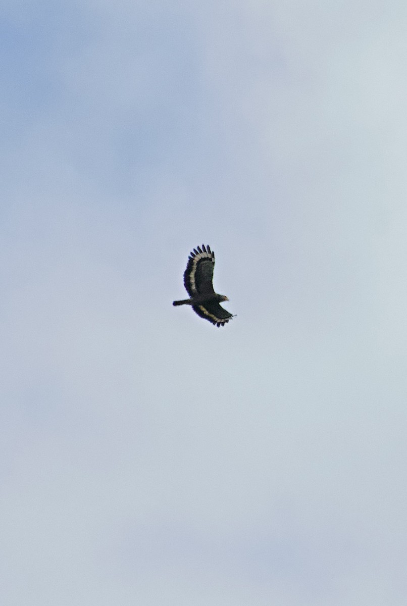 カンムリワシ（cheela グループ） - ML644352027