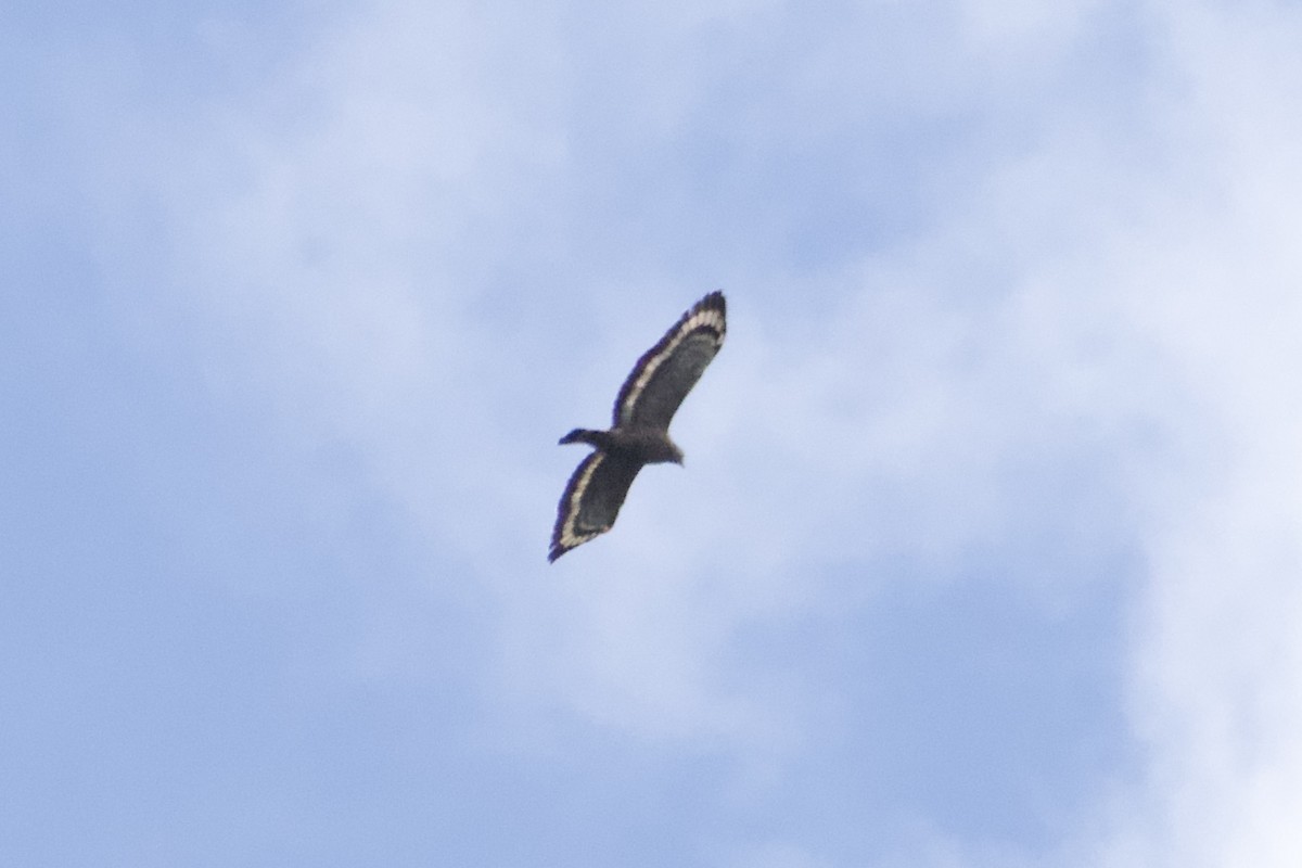 カンムリワシ（cheela グループ） - ML644352028