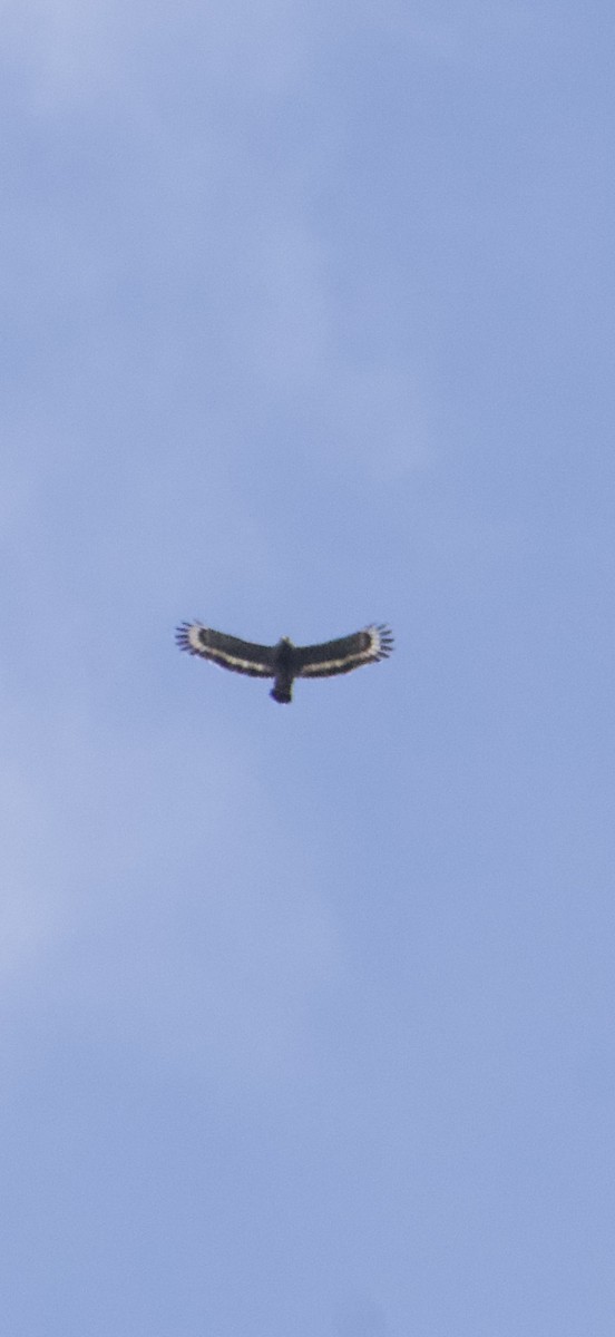 カンムリワシ（cheela グループ） - ML644352029