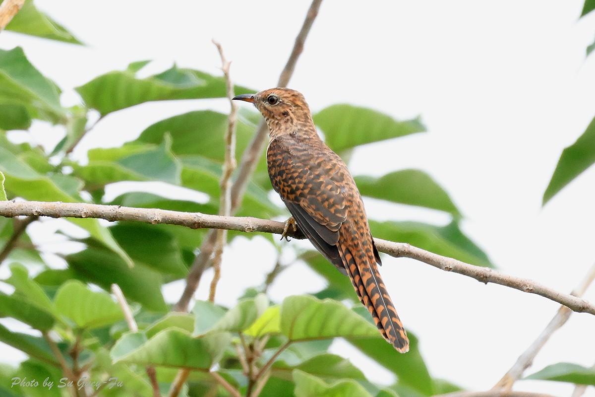 klagegjøk - ML644352032