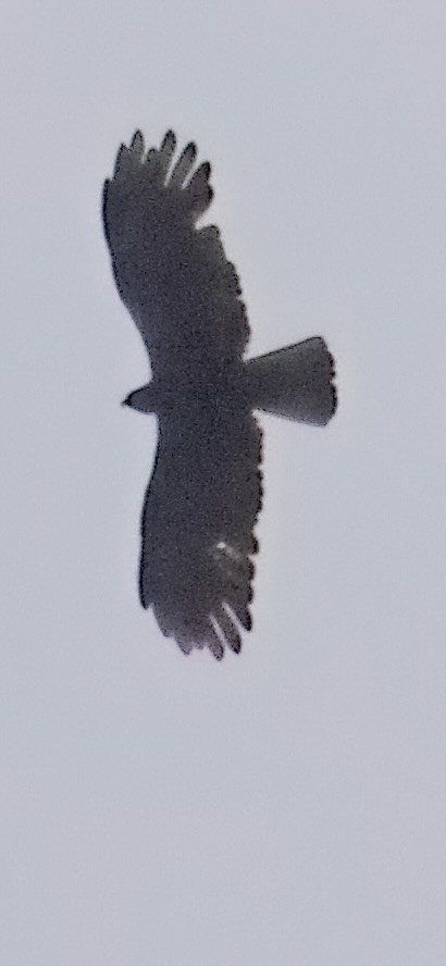 Орел чорний - ML644352034