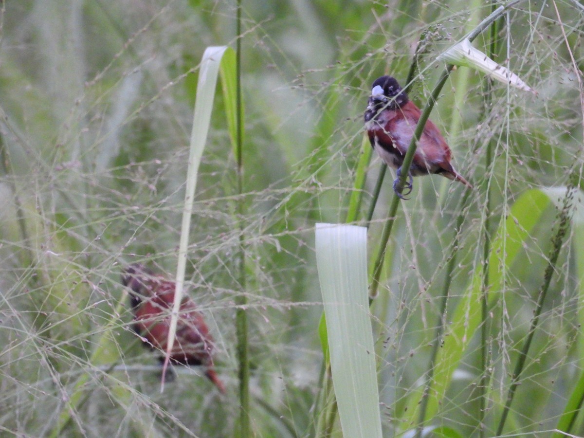 Chestnut Munia - ML644352037