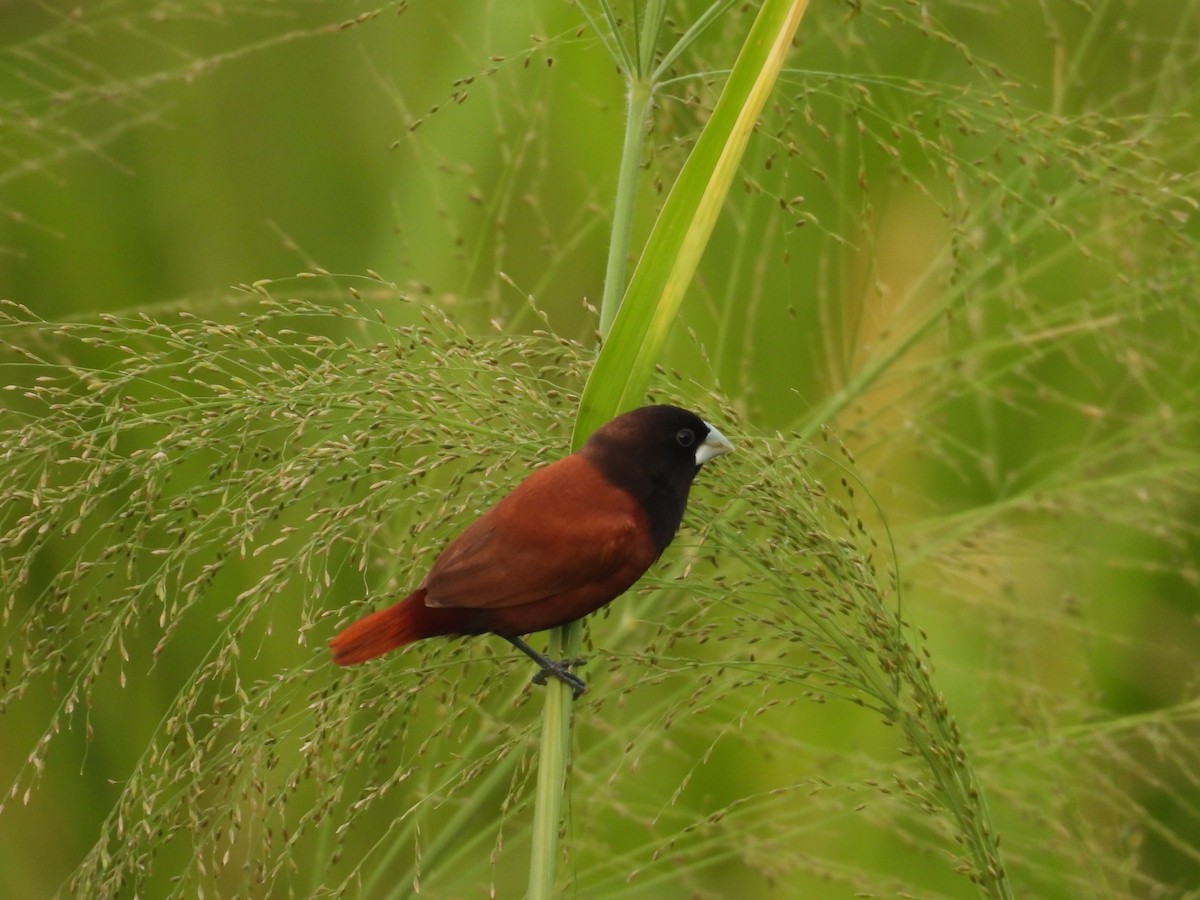 Chestnut Munia - ML644352038