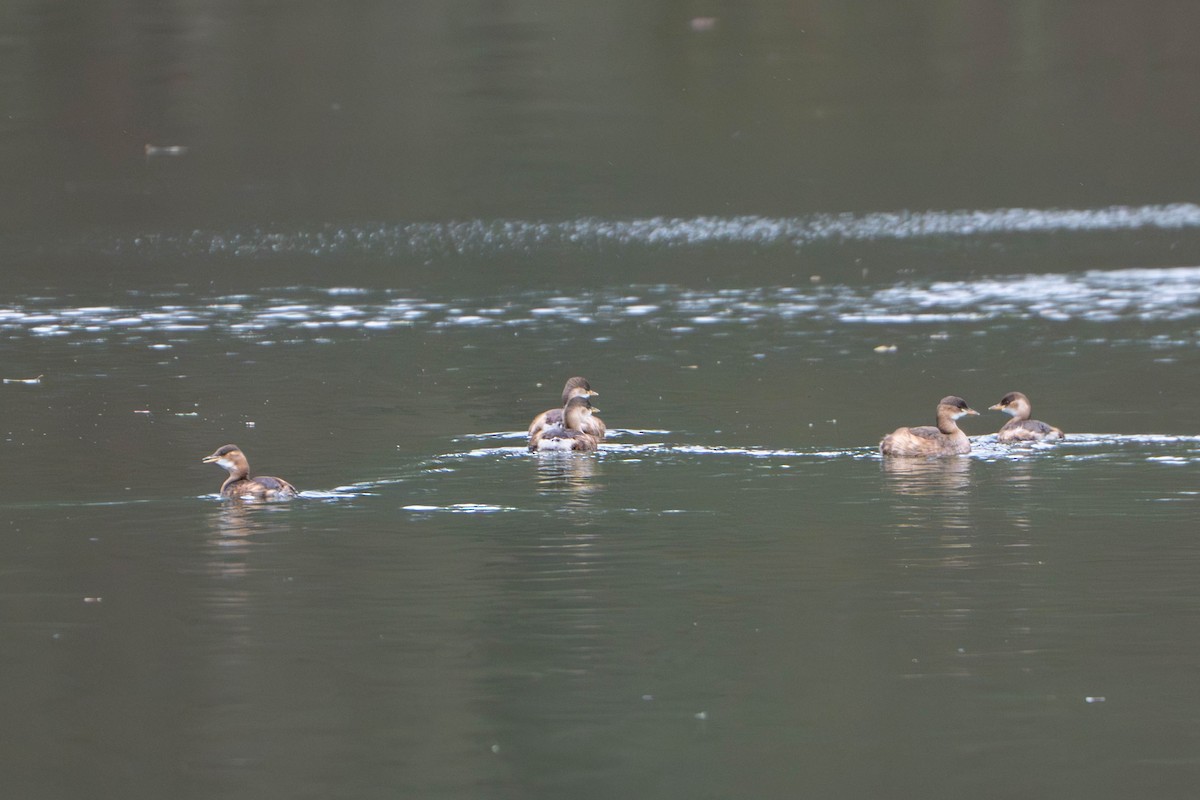 Little Grebe - ML644352047