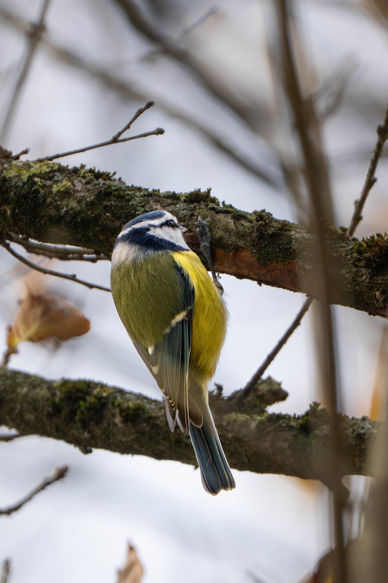 Eurasian Blue Tit - ML644352053