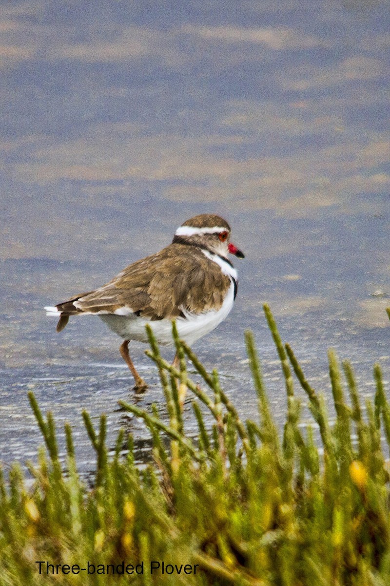 Chorlitejo Tricollar - ML644352068