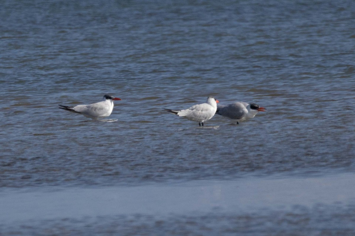 Caspian Tern - ML644352069