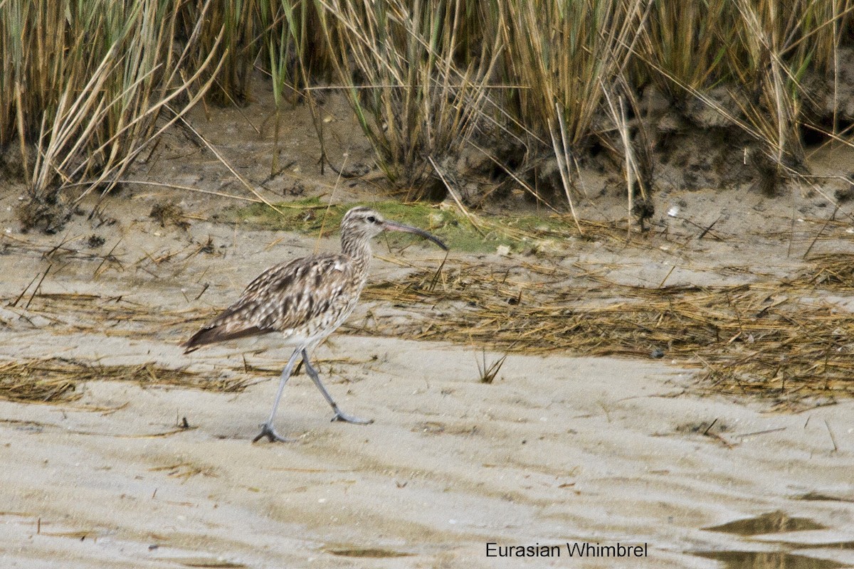 Eurasian Whimbrel/Eurasian Curlew - ML644352072