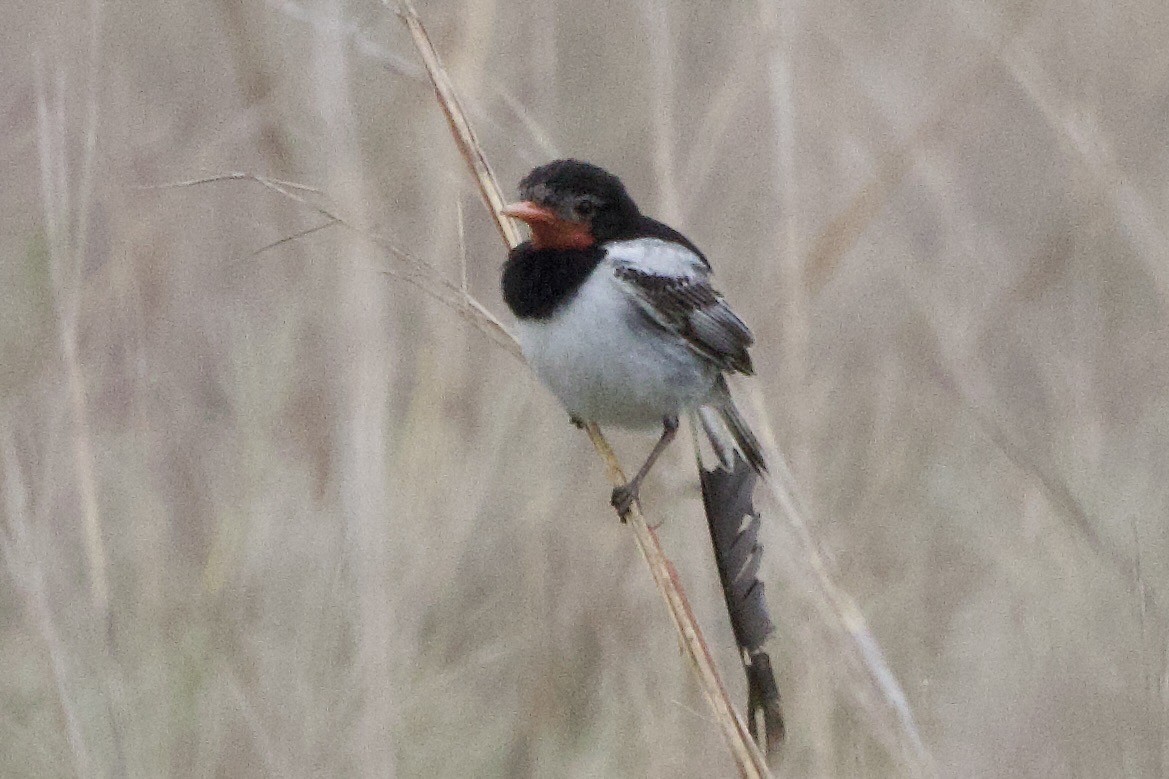 Strange-tailed Tyrant - ML644352075