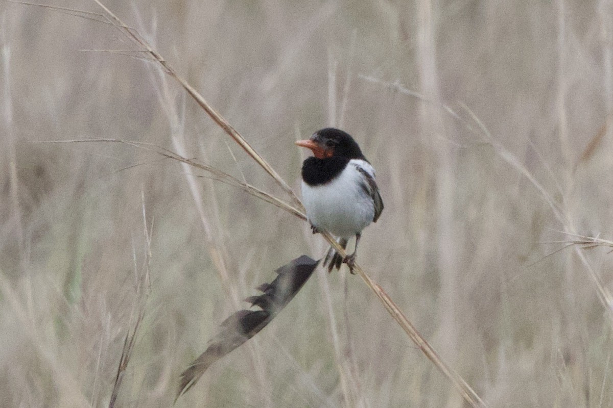 Strange-tailed Tyrant - ML644352078
