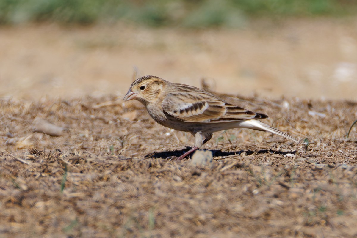 Подорожник чорногрудий - ML644352084