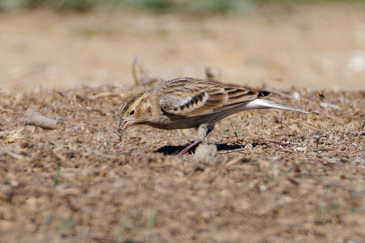Подорожник чорногрудий - ML644352087