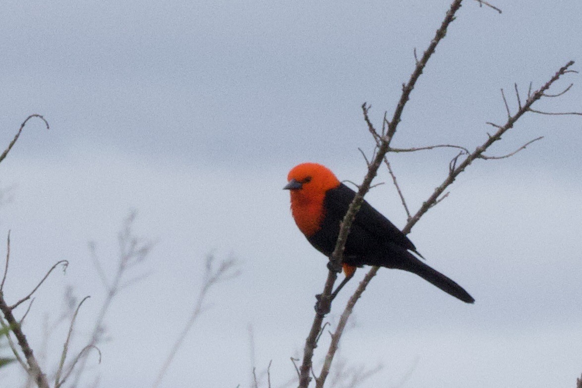 Трупіал червоноголовий - ML644352090