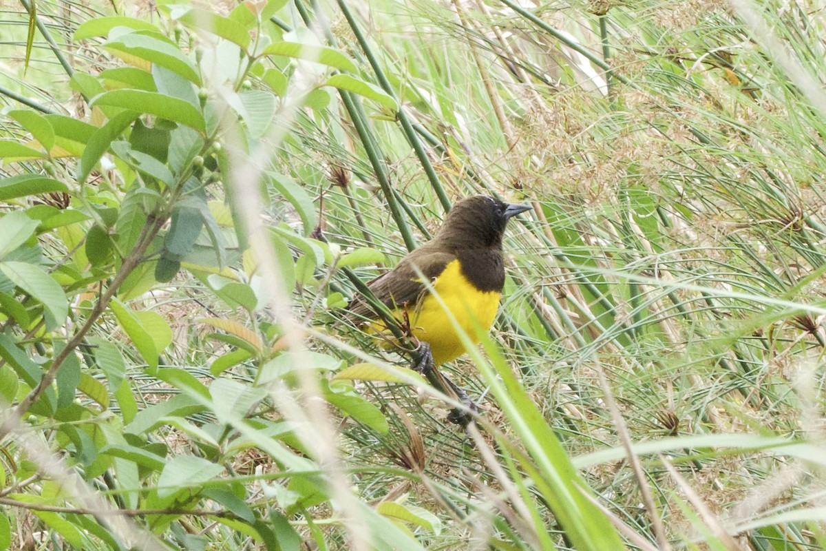 Yellow-rumped Marshbird - ML644352091