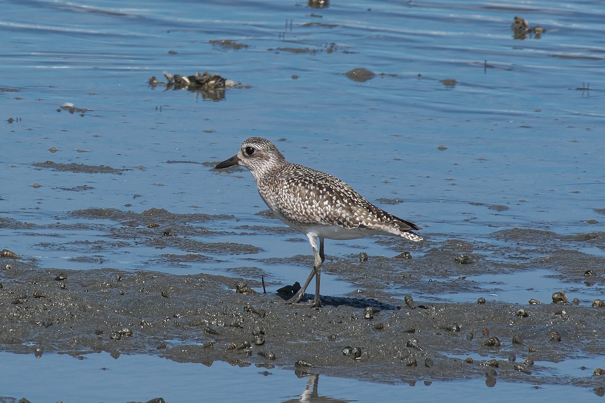 Chorlito Gris - ML644352098