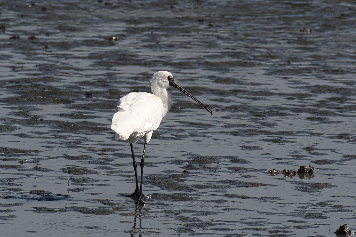 Petite Spatule - ML644352105