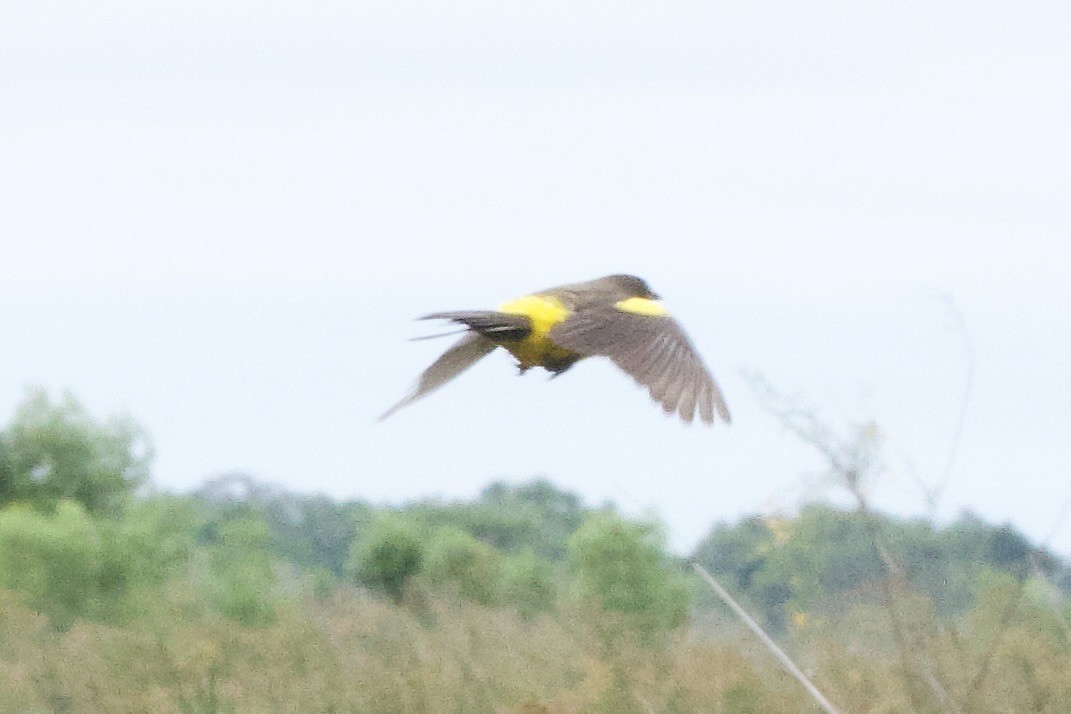 Yellow-rumped Marshbird - ML644352106