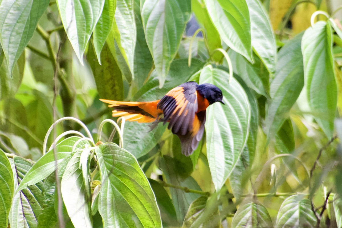 Личинкоїд сірощокий - ML644352117