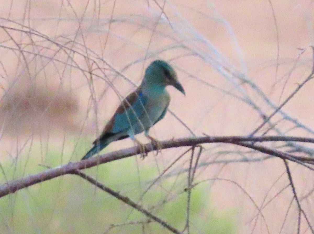 Сиворакша євразійська - ML644352120