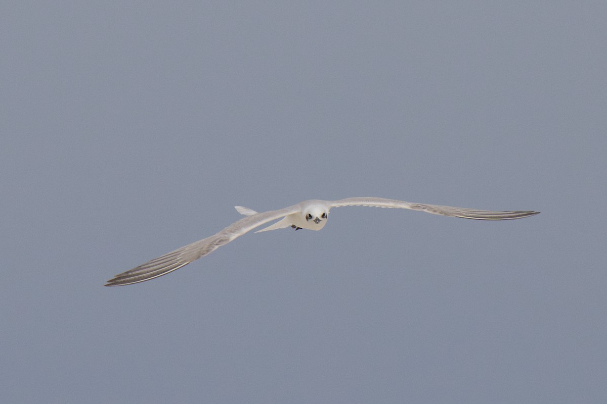 Lachseeschwalbe - ML644352147