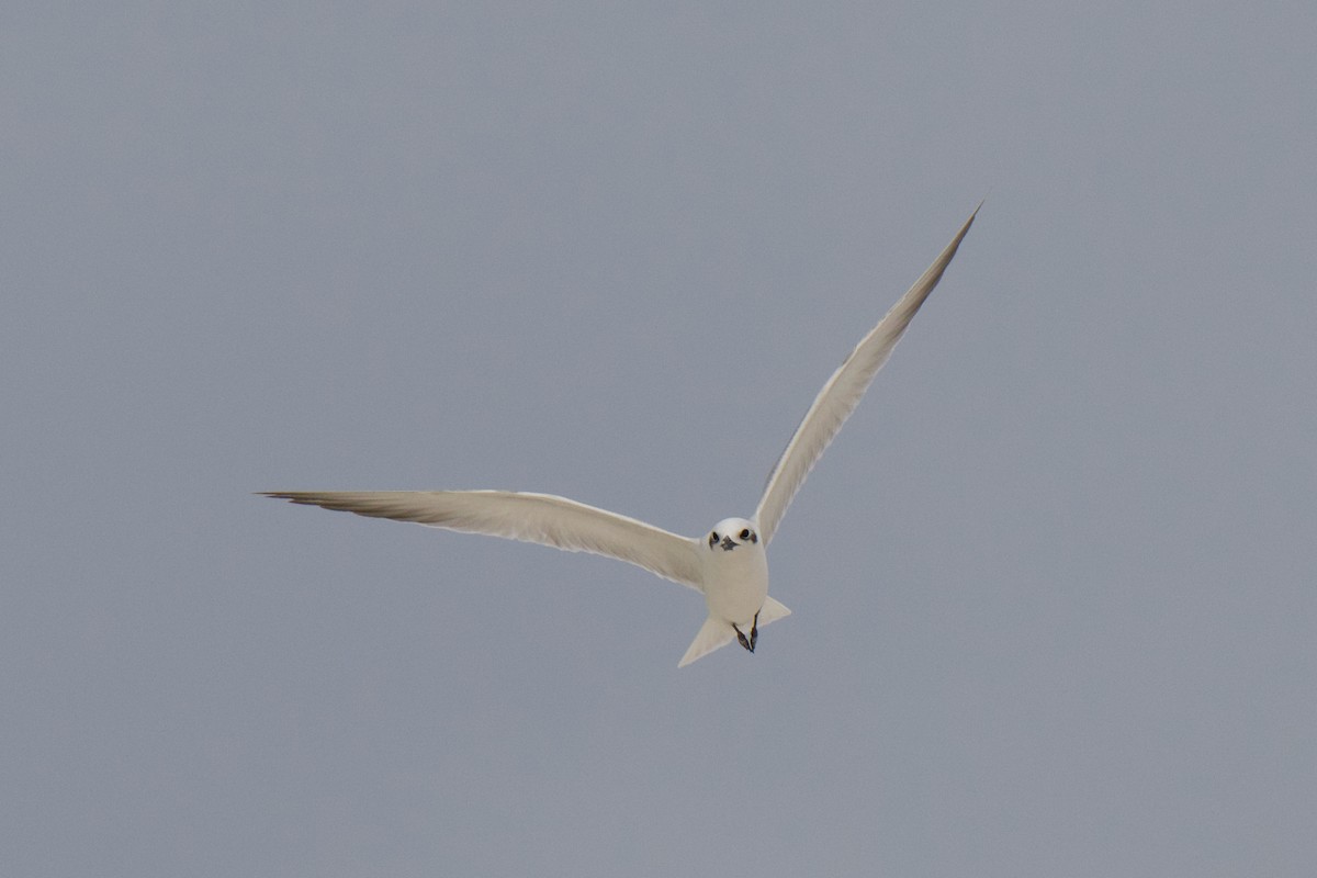 Lachseeschwalbe - ML644352148