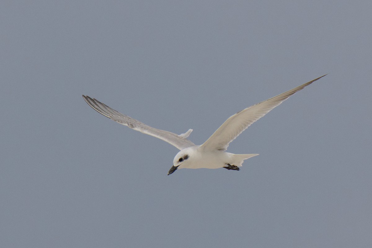 Lachseeschwalbe - ML644352149