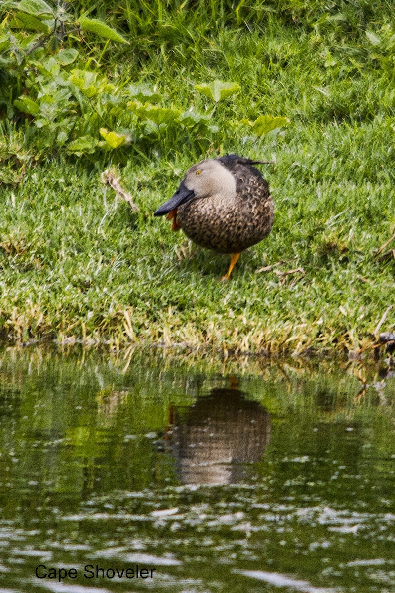 Cape Shoveler - ML644352150
