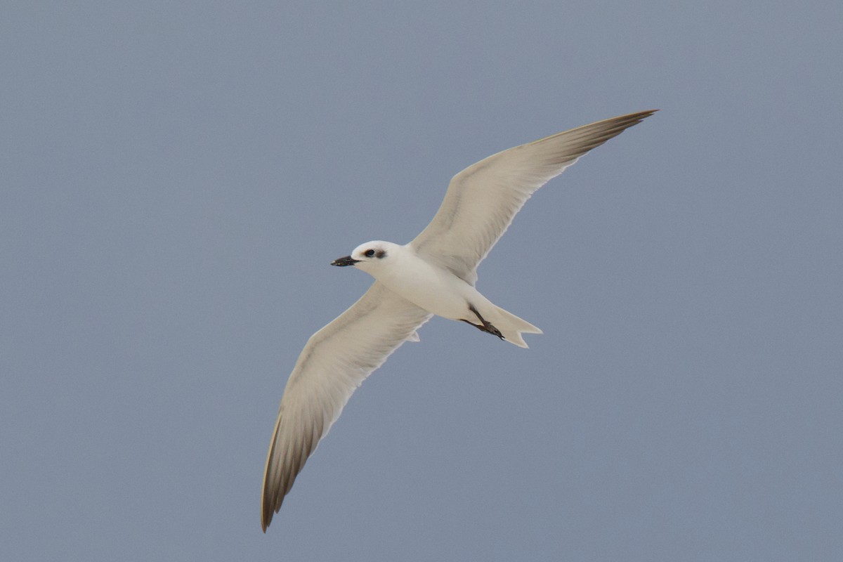 Lachseeschwalbe - ML644352151