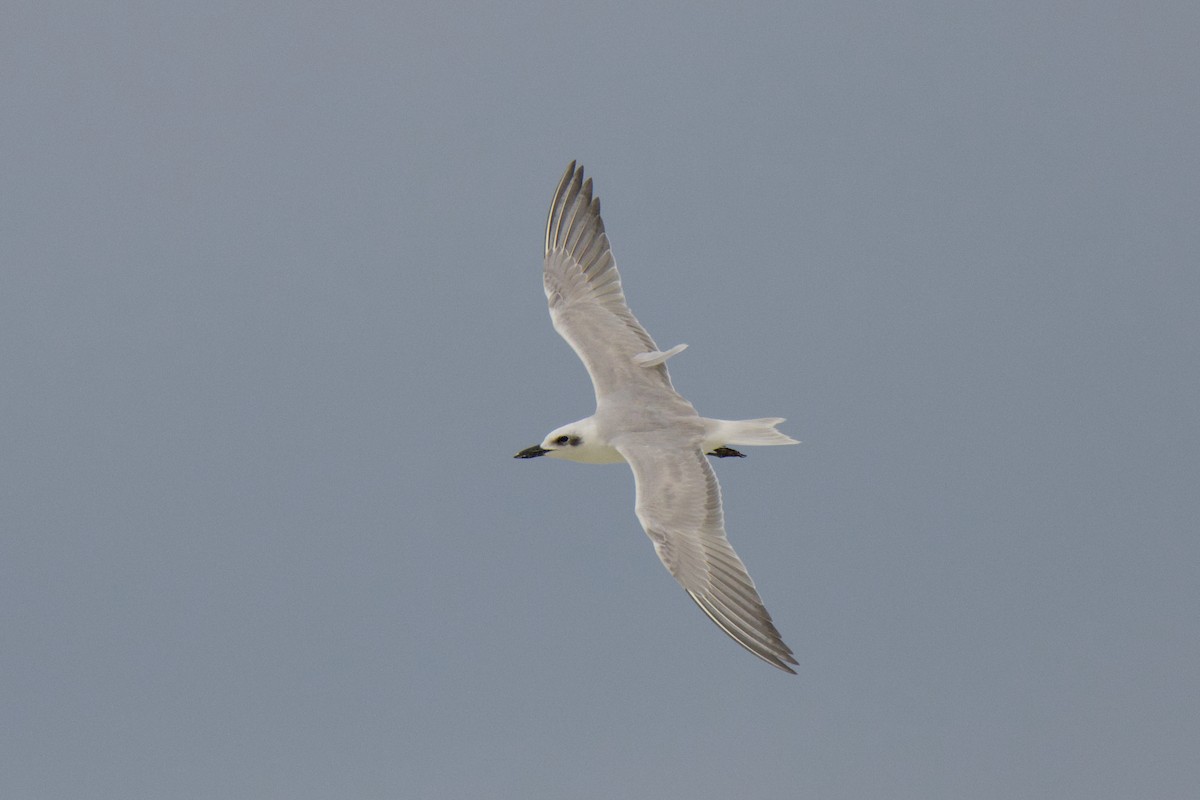 Lachseeschwalbe - ML644352152