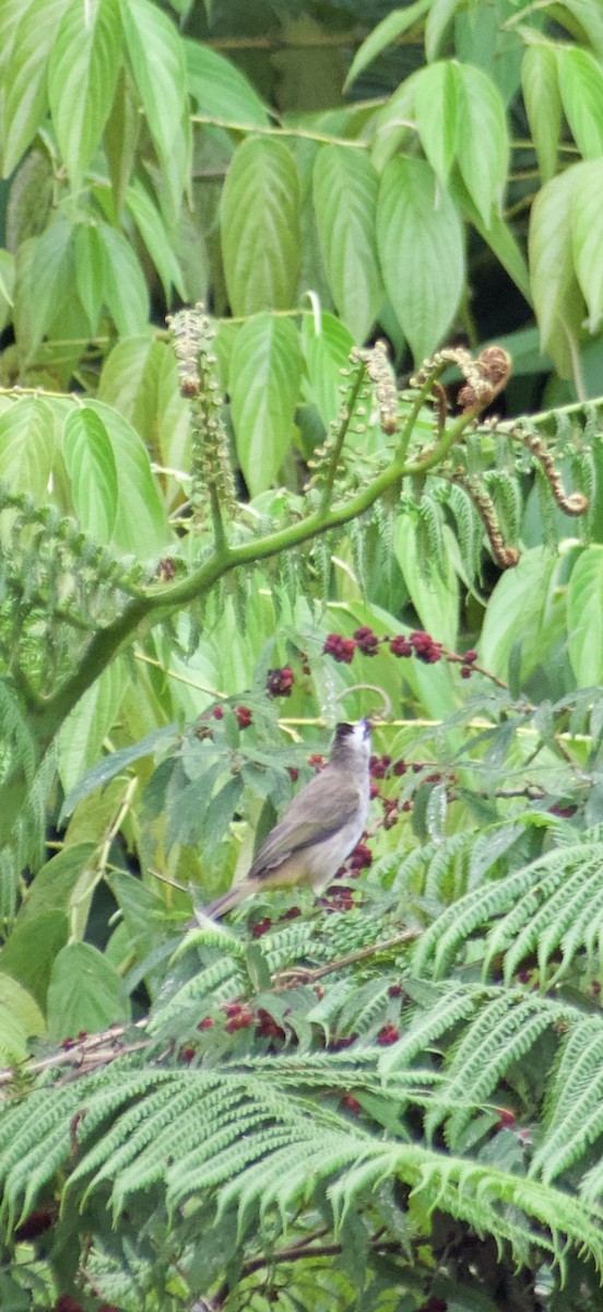 Schwarzzügelbülbül - ML644352153