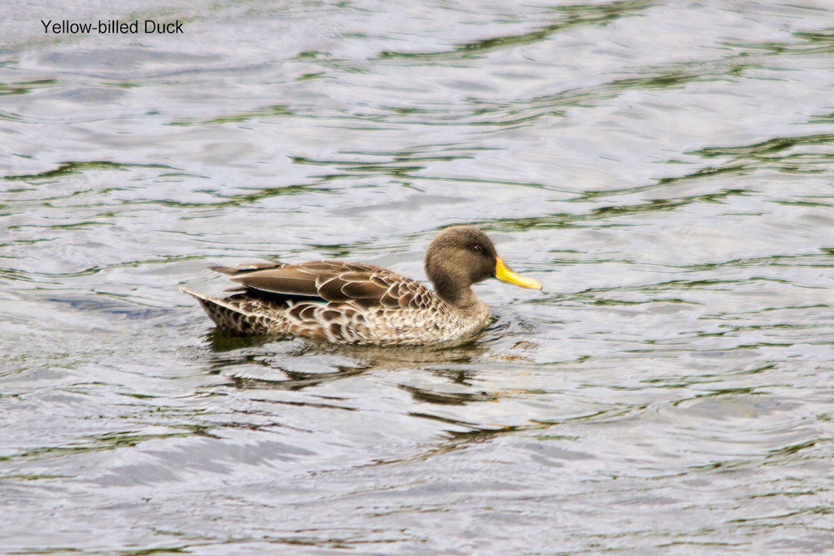 Yellow-billed Duck - ML644352154