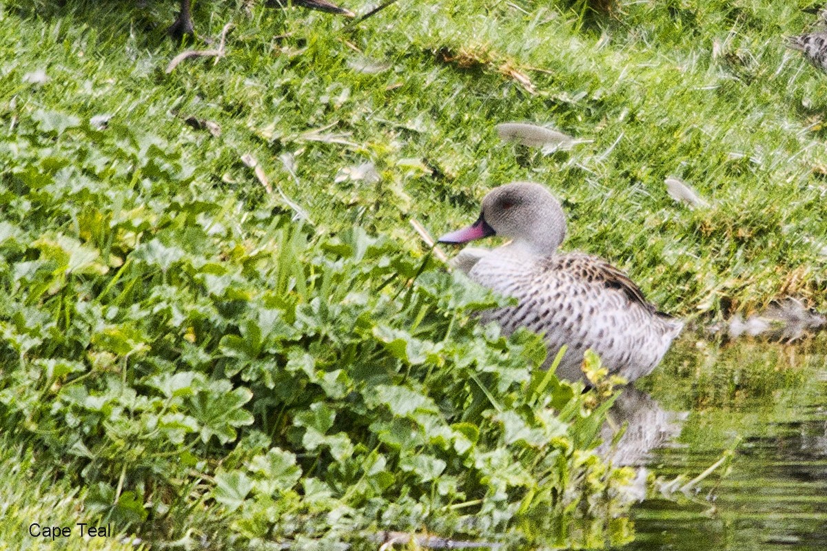 アカハシコガモ - ML644352155