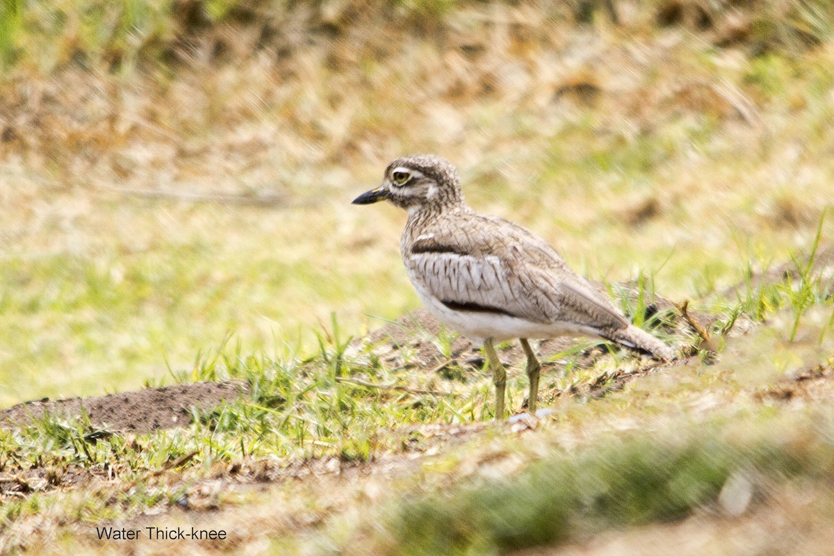 Water Thick-knee - ML644352157