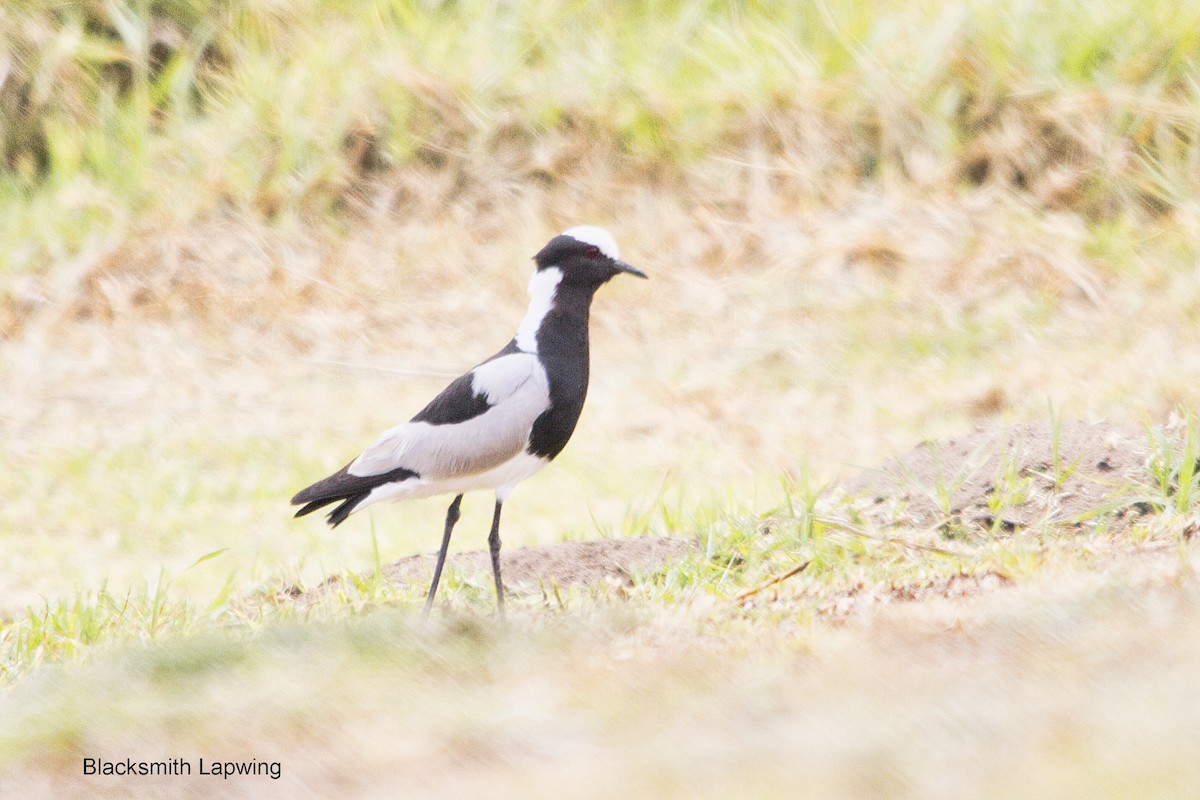 Blacksmith Lapwing - ML644352158