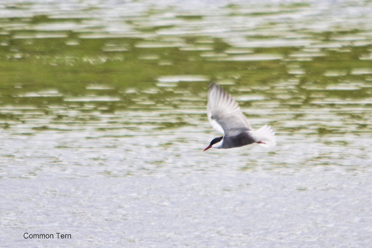 Whiskered Tern - ML644352161